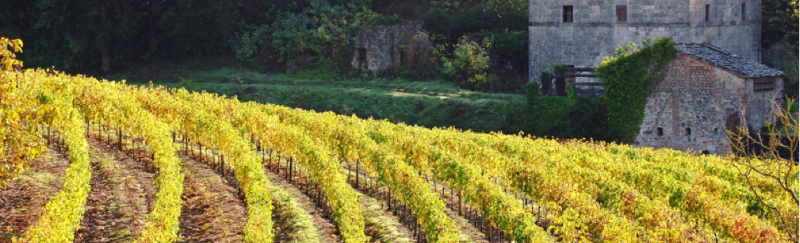 Tenuta Di Arceno -  Vinoso.Shop