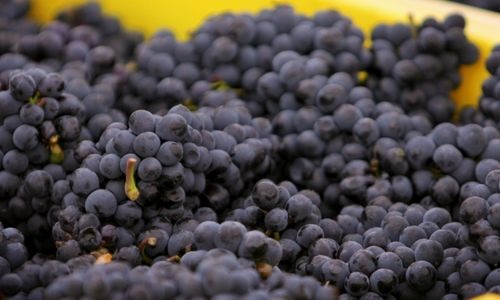 Vendemmia 2022 in Champagne: un'annata perfetta