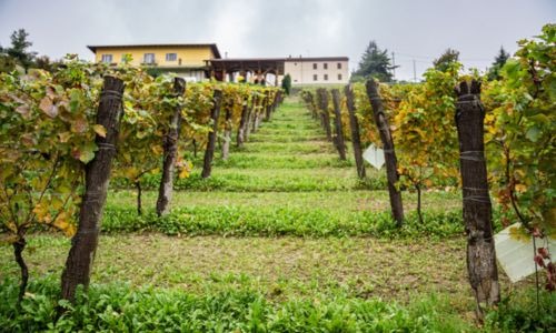 Azienda Agricola winery Roberto Garbarino in the Alta Langa