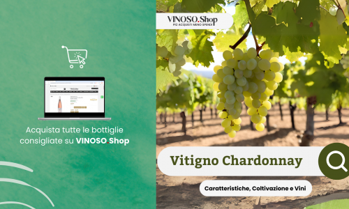 Chardonnay: Un viaggio alla scoperta del vitigno più famoso al mondo 