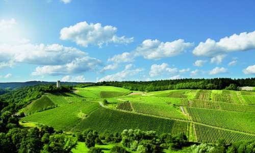 VINOSO.Shop today would like to introduce you to the Rheingau production area.