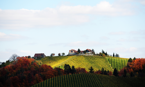 VINOSO.Shop today would like to introduce you to the company Weingut Tement