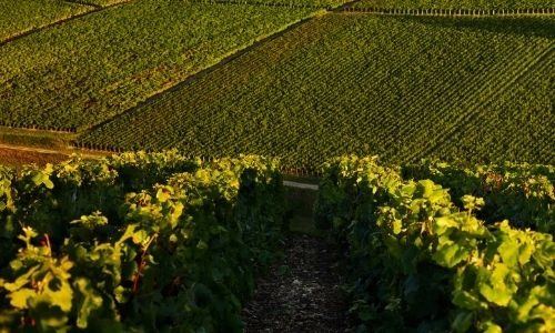 Coteaux Champenois: il vino più ricercato dello Champagne