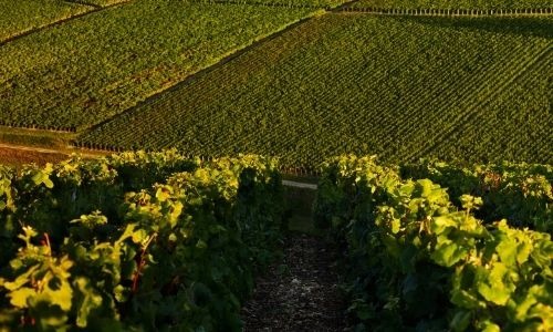 Coteaux Champenois: the most wanted wine in Champagne