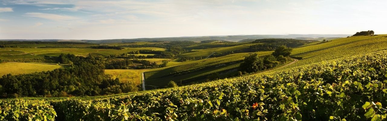 Coteaux Champenois: the most wanted wine in Champagne