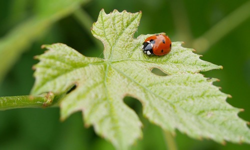 Sempre più spesso si parla di vino biologico, biodinamico o anche naturale, ma quali sono le differenze? 