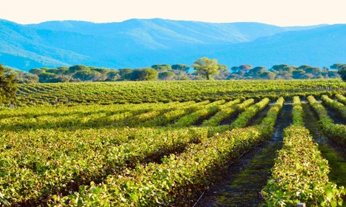 VINOSO.Shop today would like to introduce you to the Rosé de Provences Rascas 2018