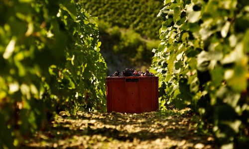 VINOSO.Shop today would like to introduce you to the Coeur des Bar Blanc de Noir