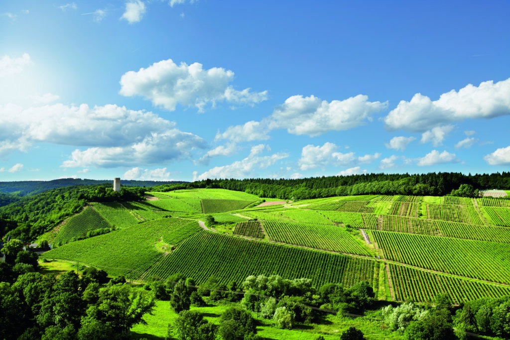 VINOSO.Shop today would like to introduce you to the Rheingau production area.