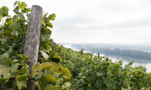 VINOSO.Shop today would like to introduce you to the Riesling Pfaffenberg 2016 in pichler-krutzler