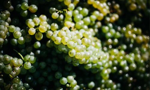 VINOSO.Shop today would like to introduce you to the Sauvignon Blanc Ehrenhausen 2017 in Tement