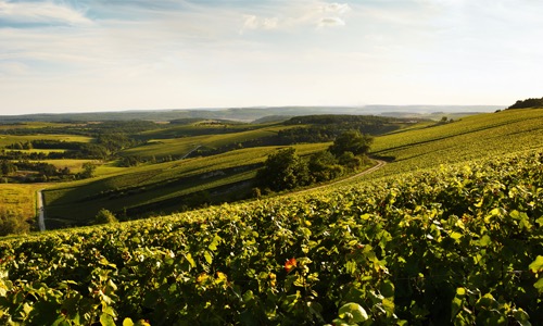 VINOSO.Shop today would like to introduce you to The Champagne Devaux Cuvée D Brut