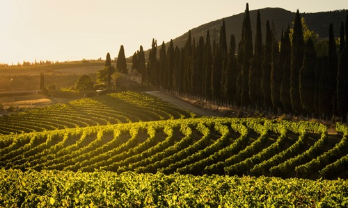 VINOSO.Shop today would like to introduce you to Tenuta Di Arceno