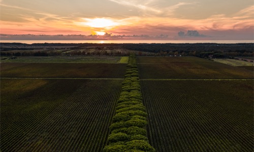 Supertuscan vini coraggiosi che hanno sfidato la tradizione.